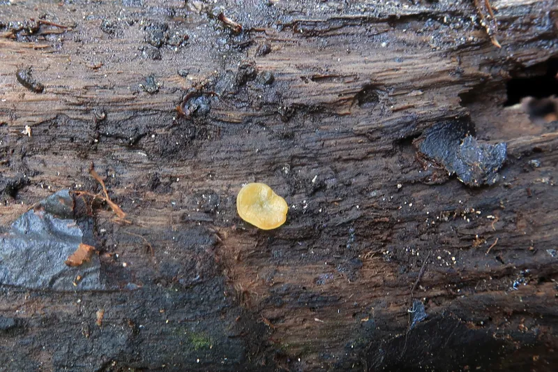 Chromelosporium macrospermum 1 - IMG_5482